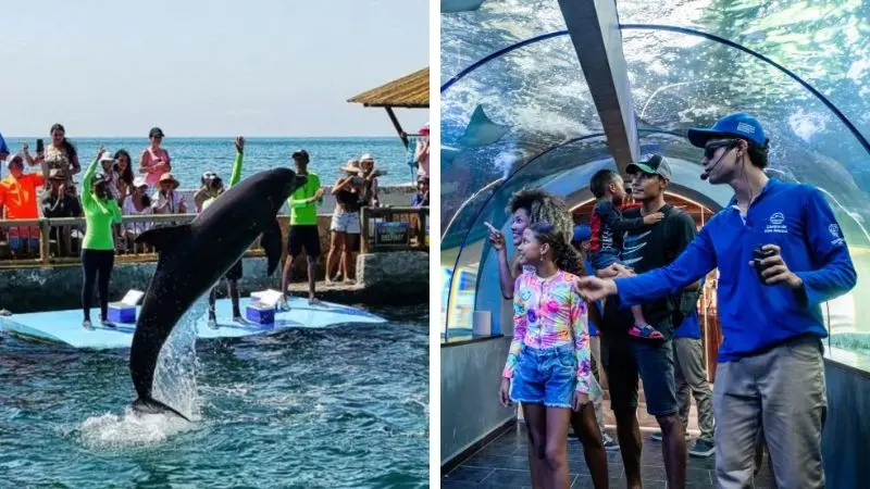 Centro de Vida Marina: exhibición de delfines y túnel submarino