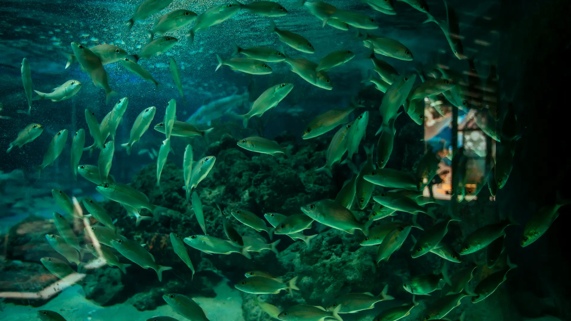 Especies marinas en el acuario